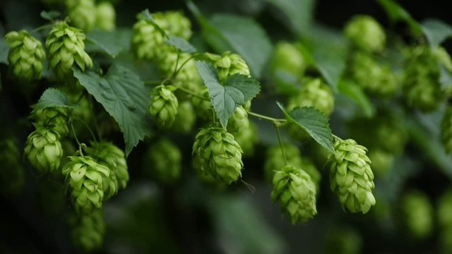 Hopfen
