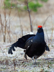 The Black Grouse or Blackgame (Tetrao tetrix).