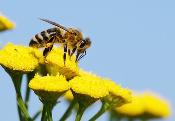 honeybee pollinated of yellow flower