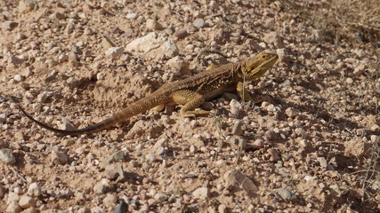 Australischer Bartagam