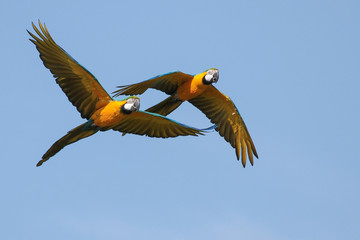Macaws in Flight 2