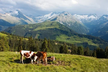 Foto auf Acrylglas Kuh Gruppe von Kühen in den Alpen auf der Weide