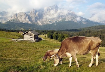 Morning view from Sexten Dolomites with cow