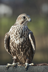 Natur, Saker Falke