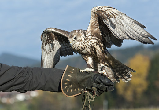 Fototapeta Natur, Saker Falke