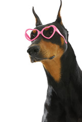 funky doberman