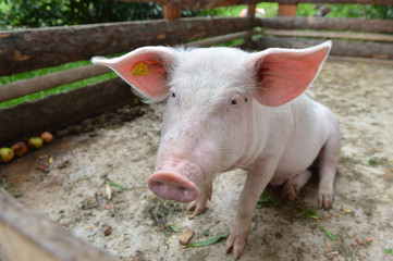Schwein