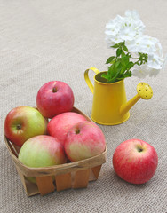 Basket of apples and white phloxes on a canvas background