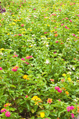 Garden in Thiland