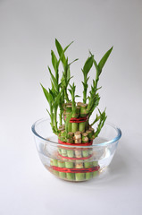 Fototapeta premium Bamboo-good luck plant one