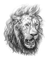 pencil drawing of a lion