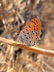 Lycaena butterfly