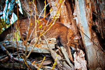 Somali cat hunting in an old willow
