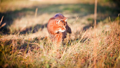 Somali cat outdoor portrait