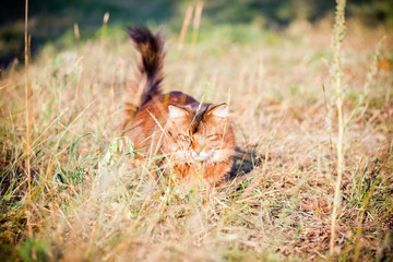 Somali cat outdoor portrait