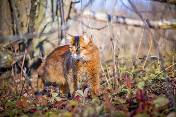 Somali cat outdoor portrait