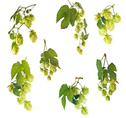 set of hops.
