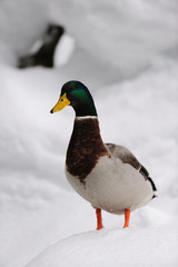 Stockente, Winter