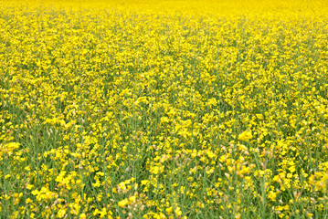 Summer background. Blooming yellow meadow.
