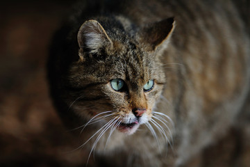 Obraz premium Wildkatze Winter