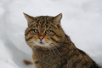 Wildkatze Winter