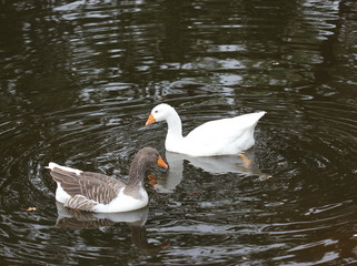 Leineganspaar im Wasser