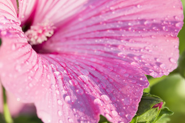 Obraz premium Pink freshness