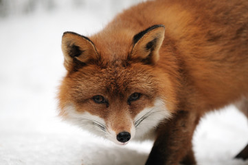 Obraz premium Rotfuchs,Winter