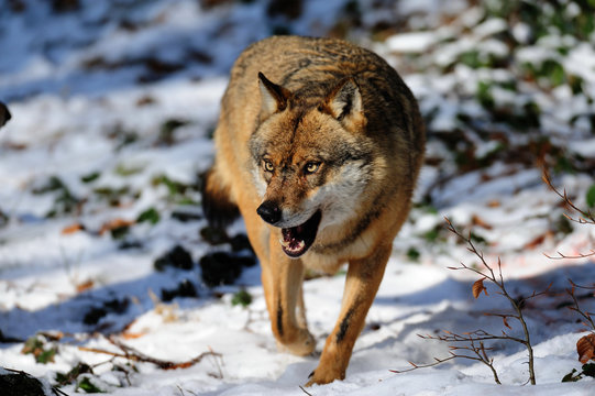 Wolf, Winter