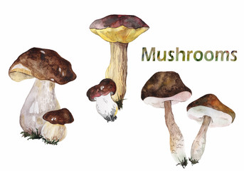 Set of forest mushrooms