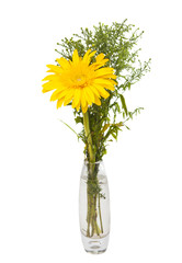 gerbera in a vase isolated