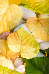 Yellow and green fallen down leaves, background
