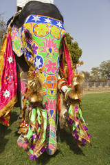 Obraz premium Decorated elephant at the elephant festival in Jaipur.