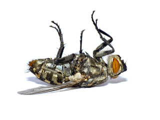 Dead fly isolated on white(Sarcophaga carnaria)