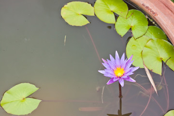 Purple lotus