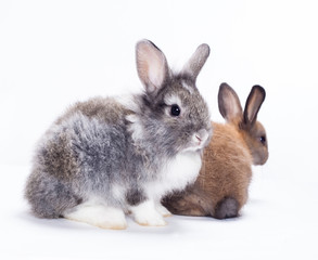 Two rabbits