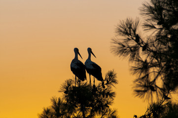 waiting for sunset, two storks