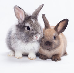 Two rabbits