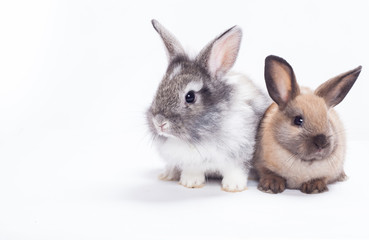 Two rabbits