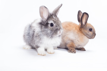 Two rabbits