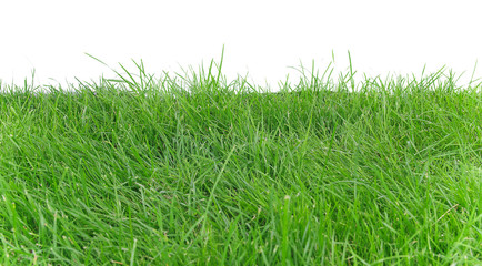 Obraz premium Green grass