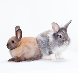 Obraz premium Two rabbits