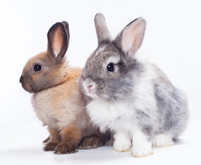 Two rabbits