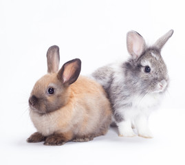 Two rabbits