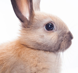 Rabbit isolated on a white background