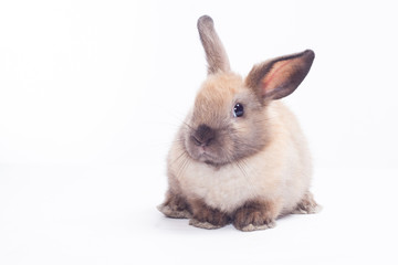 Rabbit isolated on a white background
