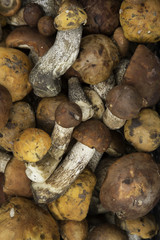 Фон из грибов подосиновиков