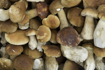 Фон из белых грибов