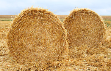 Round bales of hay in the field