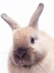 Rabbit isolated on a white background